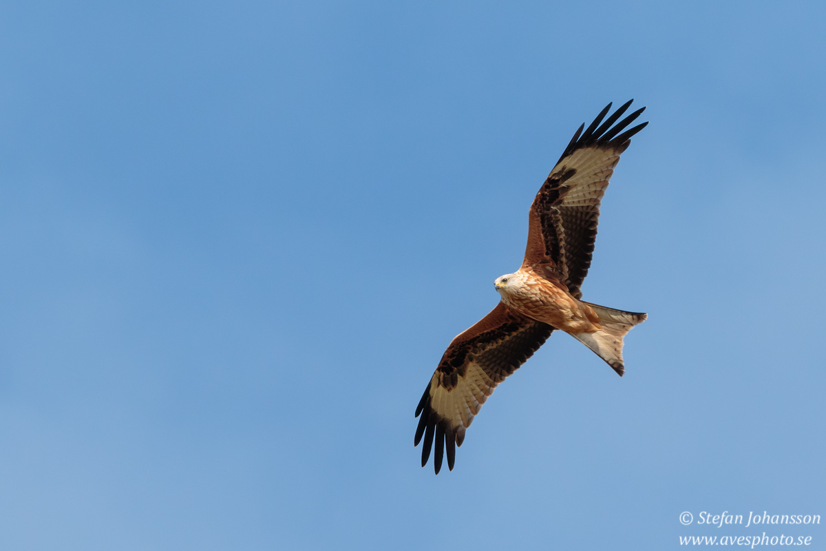 Rd glada / Red Kite Milvus milvus 