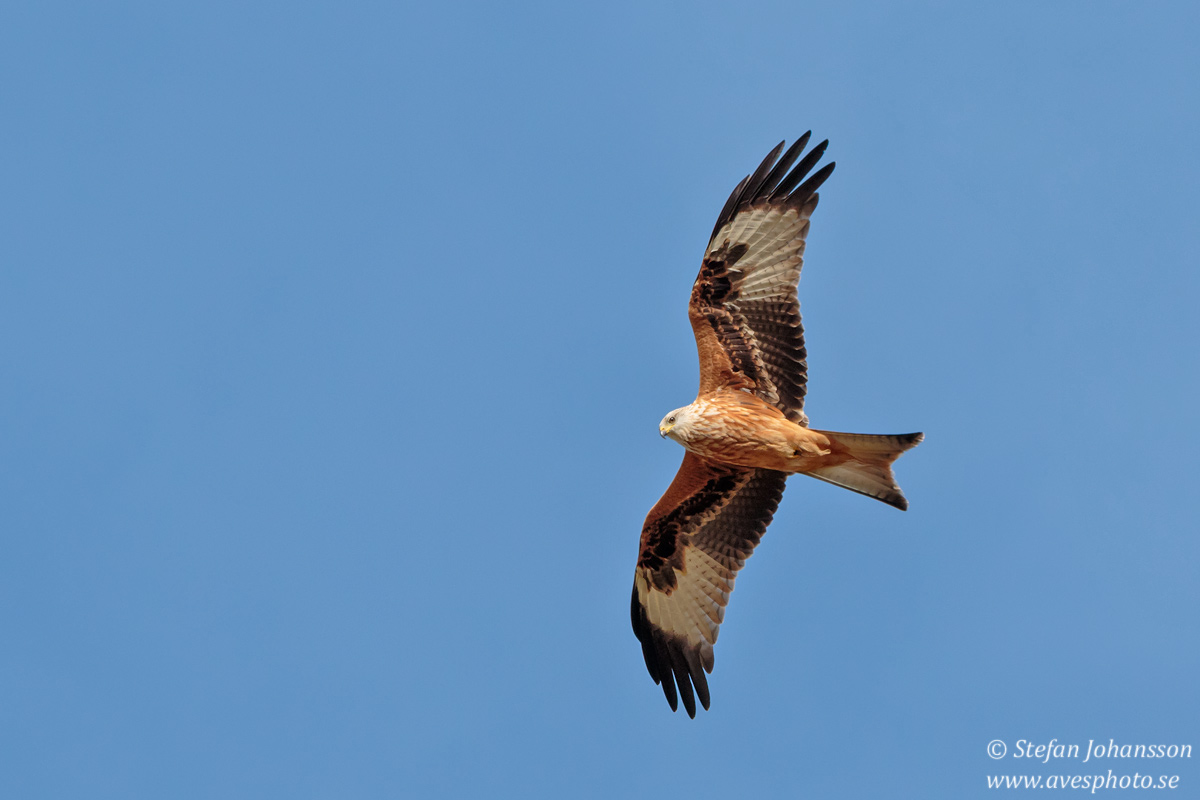 Rd glada / Red Kite Milvus milvus 