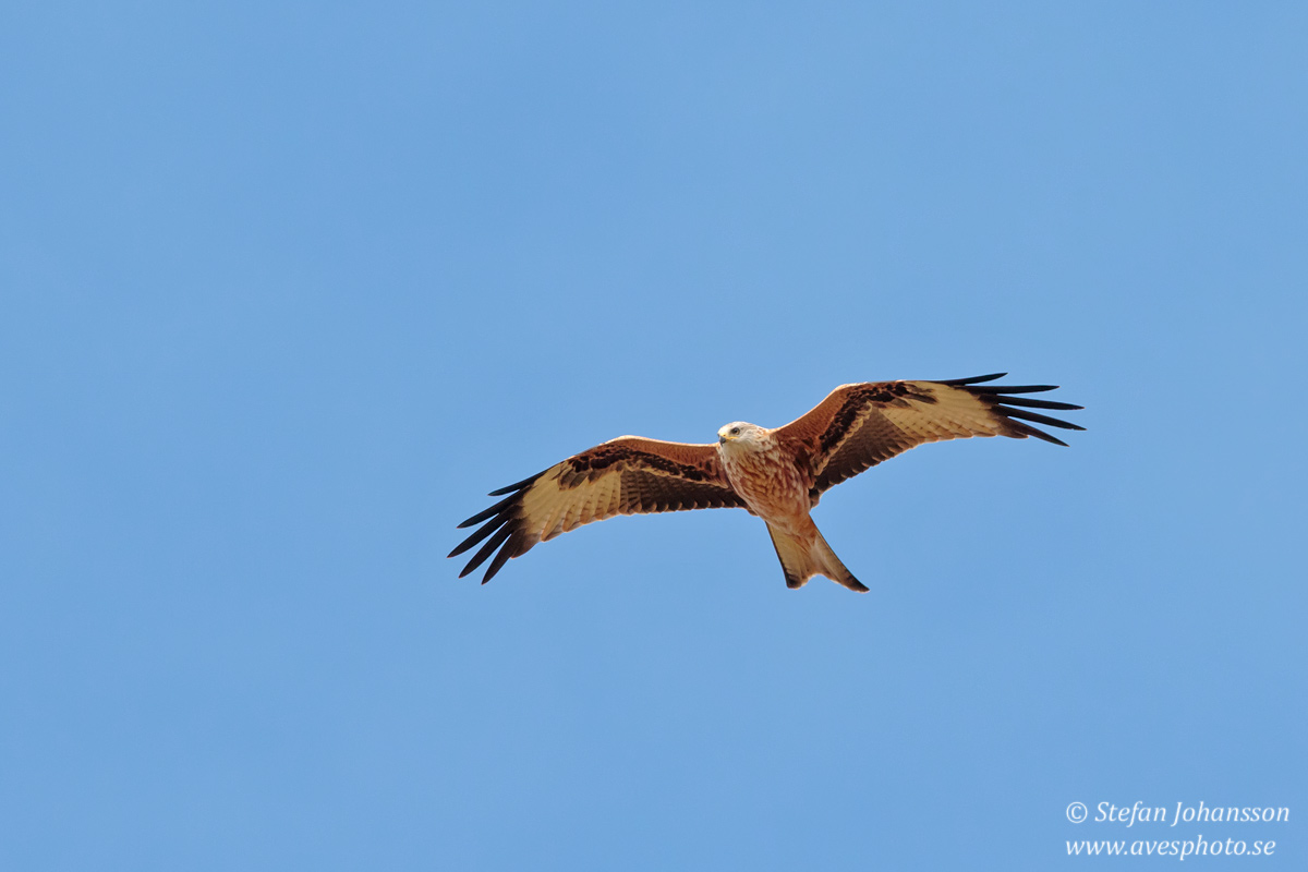 Rd glada / Red Kite Milvus milvus 