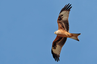 Röd glada / Red Kite Milvus milvus 