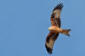 Rd glada / Red Kite Milvus milvus 