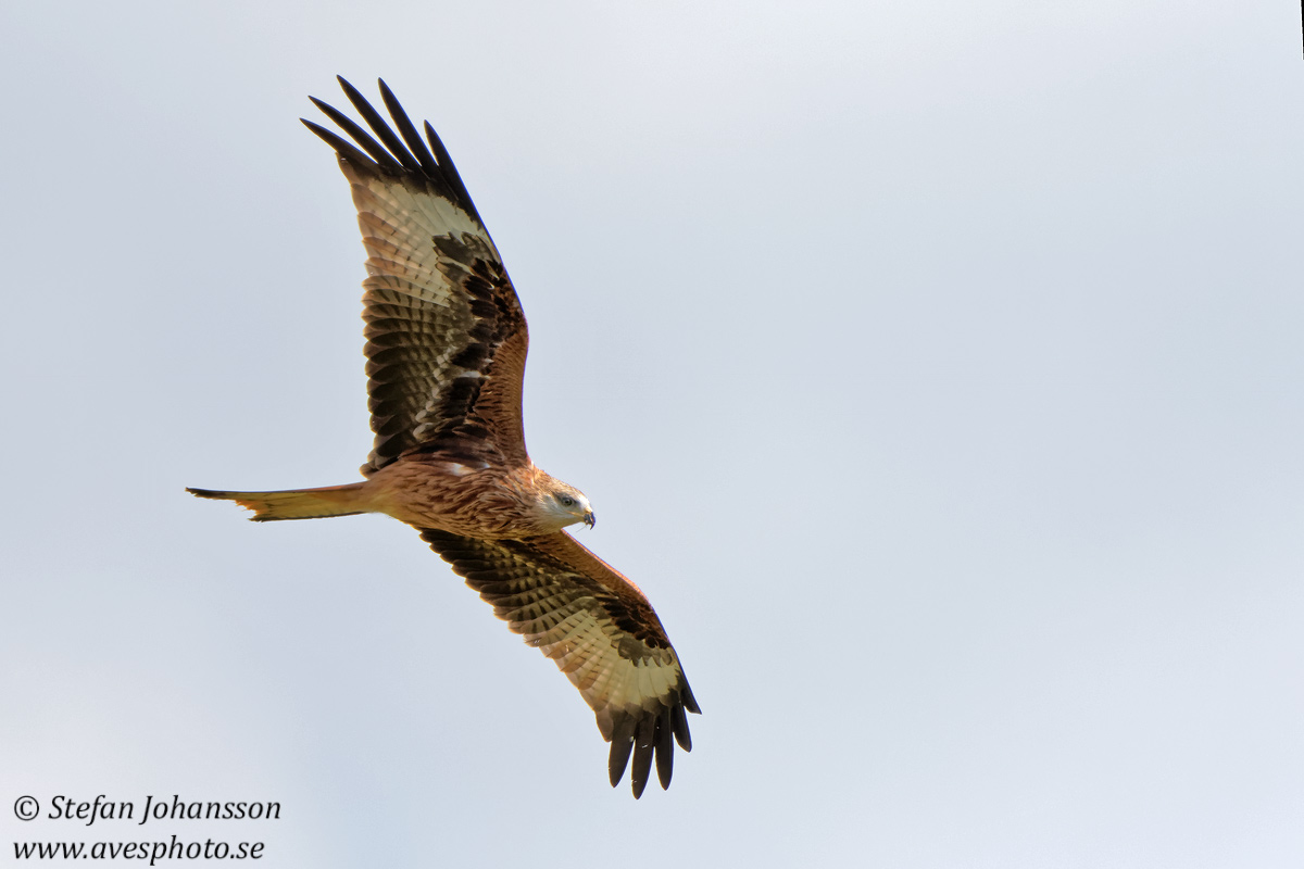 Rd glada / Red Kite Milvus milvus 