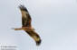 Rd glada / Red Kite Milvus milvus 