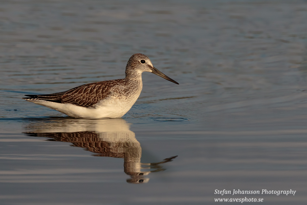 Gluttsnäppa / Common Greenshank Tringa nebularia 