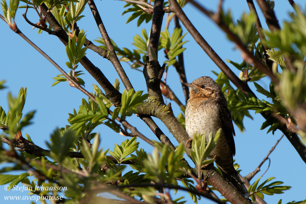 Gktyta / Wryneck Jynx torquilla 