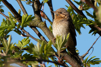 Göktyta / Wryneck