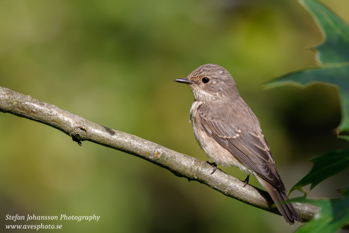 Grå flugsnappare / Spotted Flycatcher Muscipaca striata