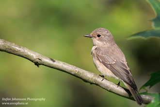 Grå flugsnappare / Spotted Flycatcher 