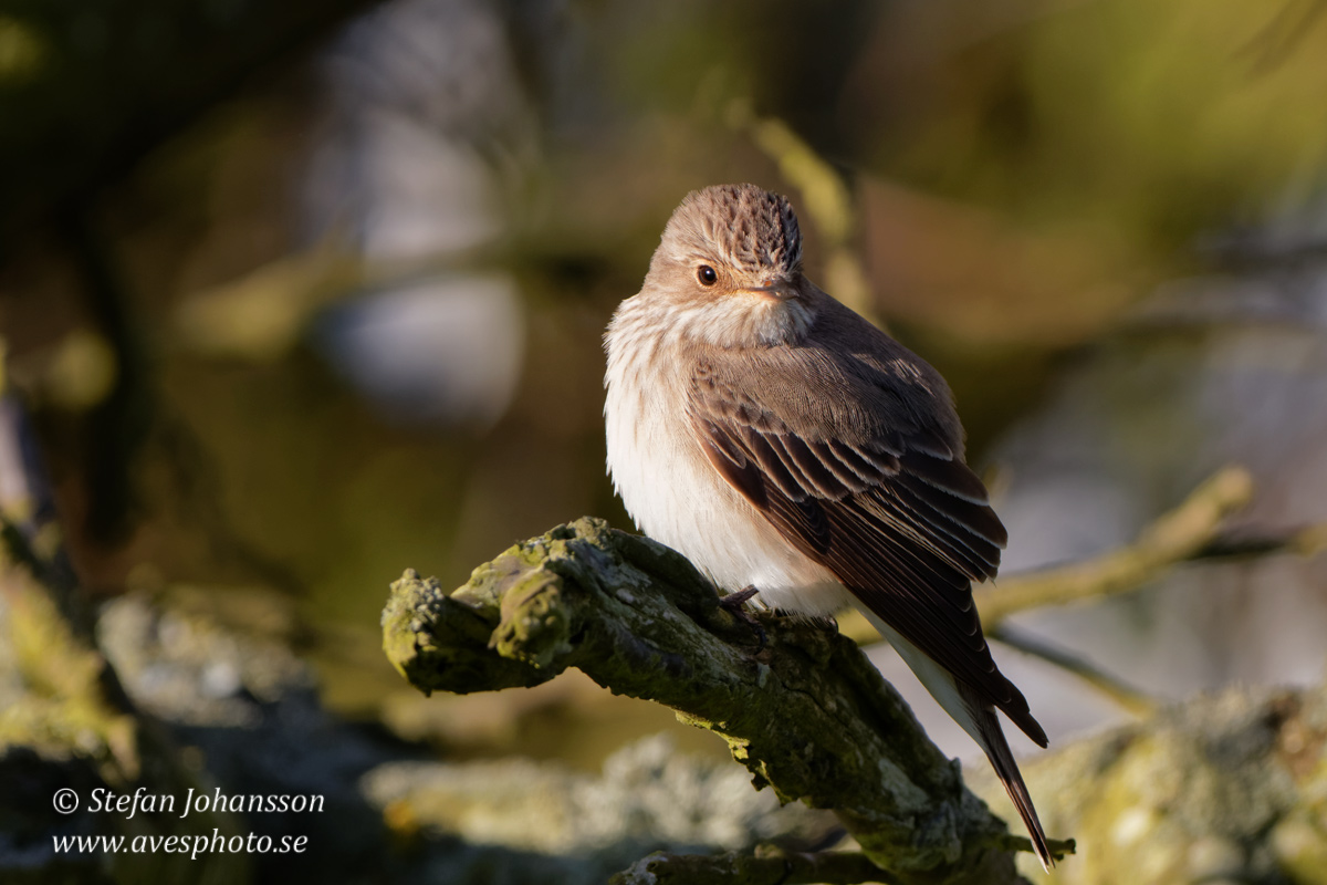 Gr flugsnappare / Spotted Flycatcher 