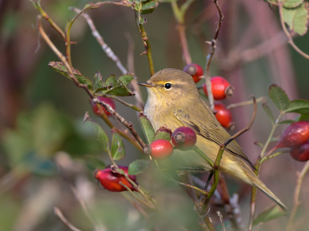 Gransngare / Chiffchaff  Phylloscopus collybita 