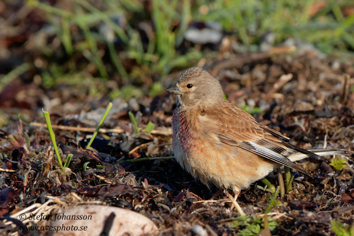 Hmpling /  Linnet Carduelis cannabina  