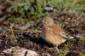 Hmpling /  Linnet Carduelis cannabina  