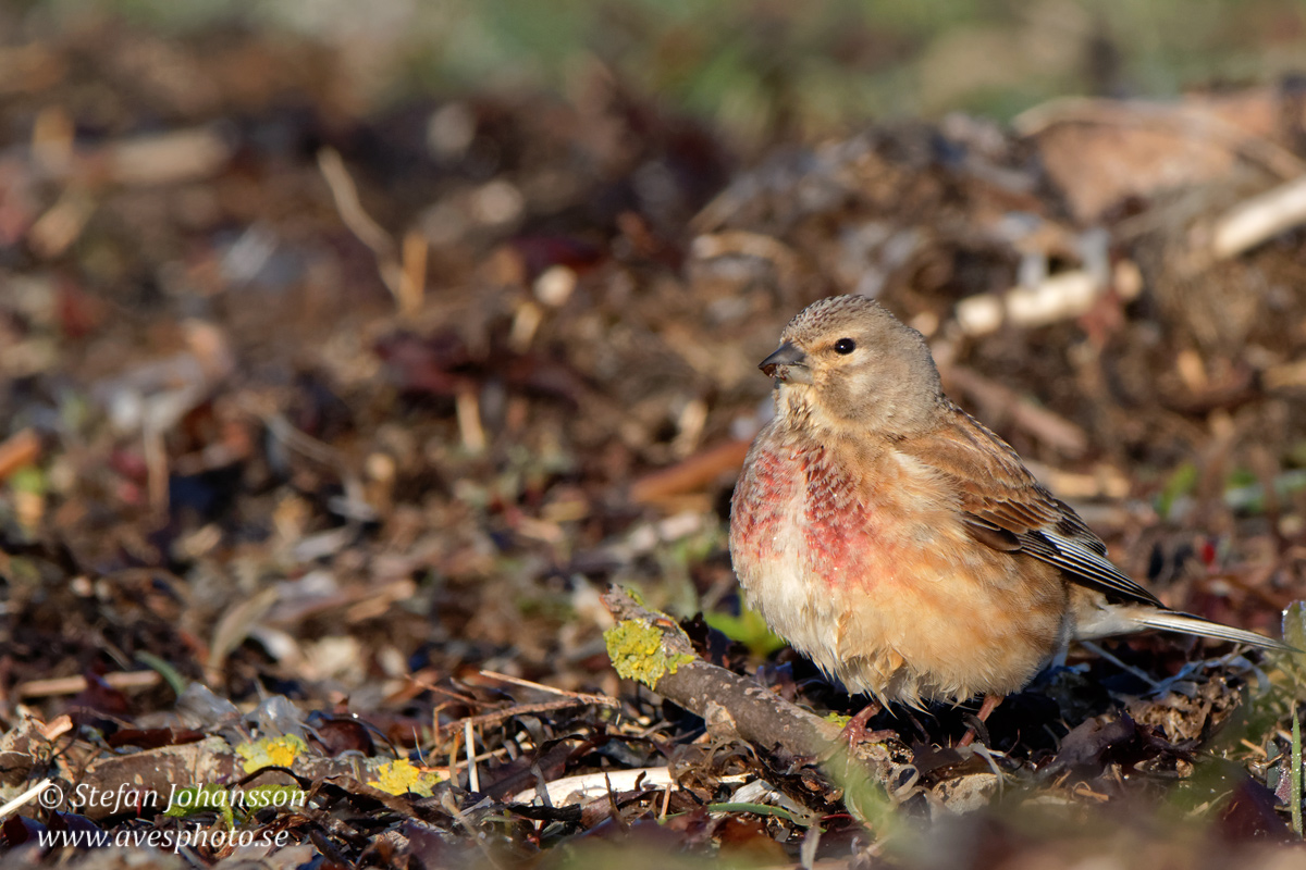 Hmpling /  Linnet Carduelis cannabina  