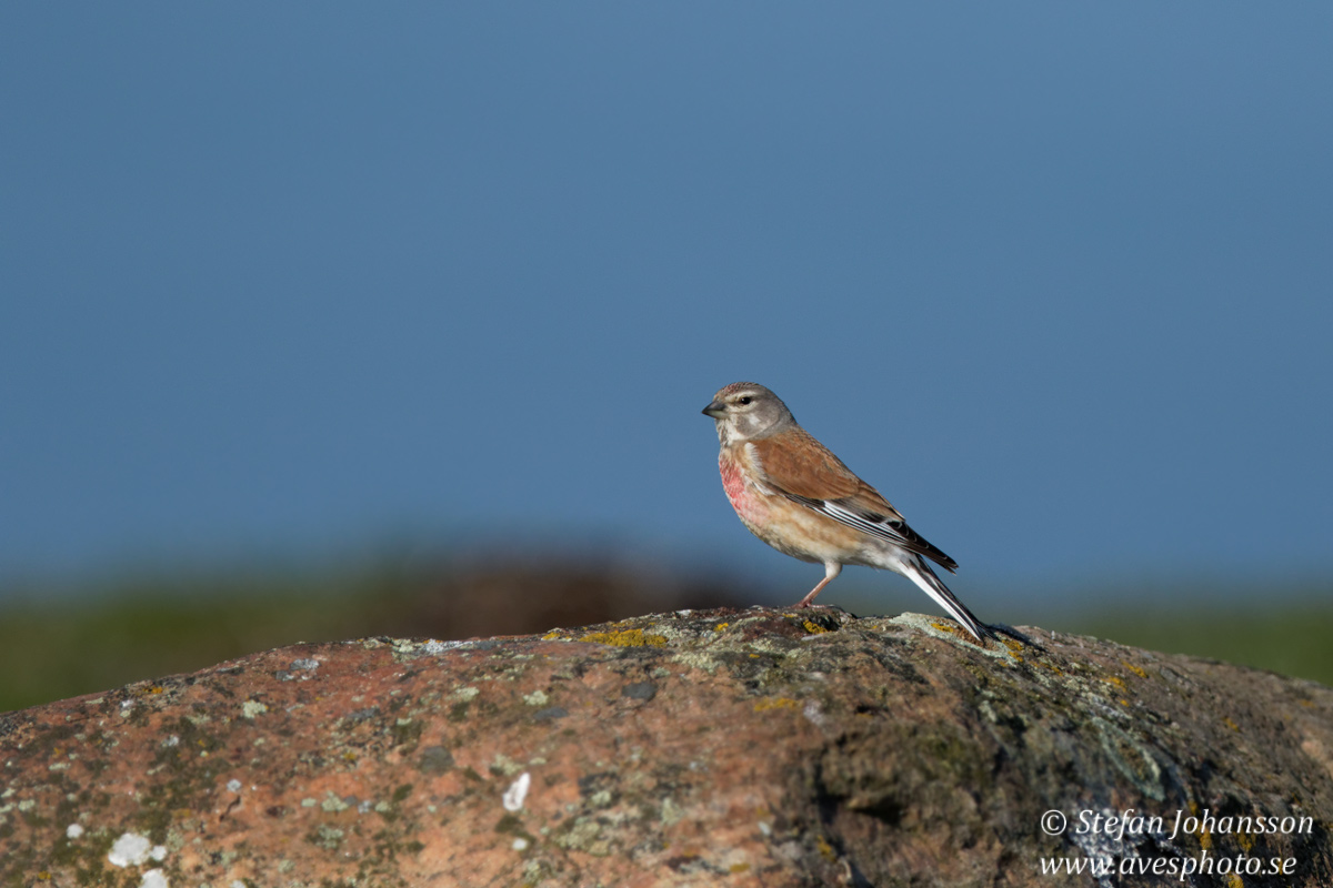 Hmpling /  Linnet Carduelis cannabina  