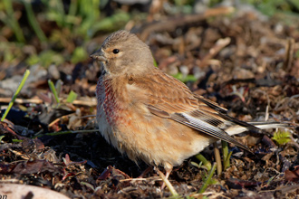 Hämpling /  Linnet