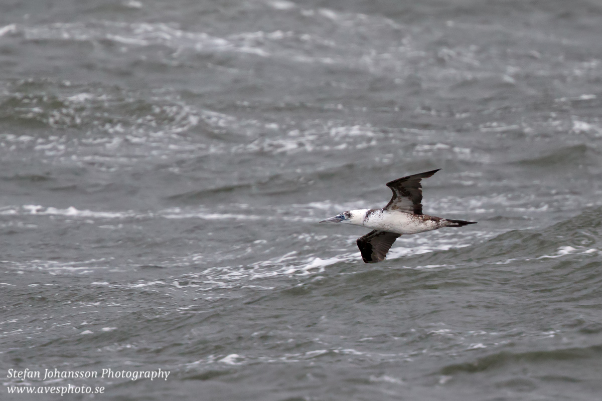 Havssula / Gannet Morus bassanus 