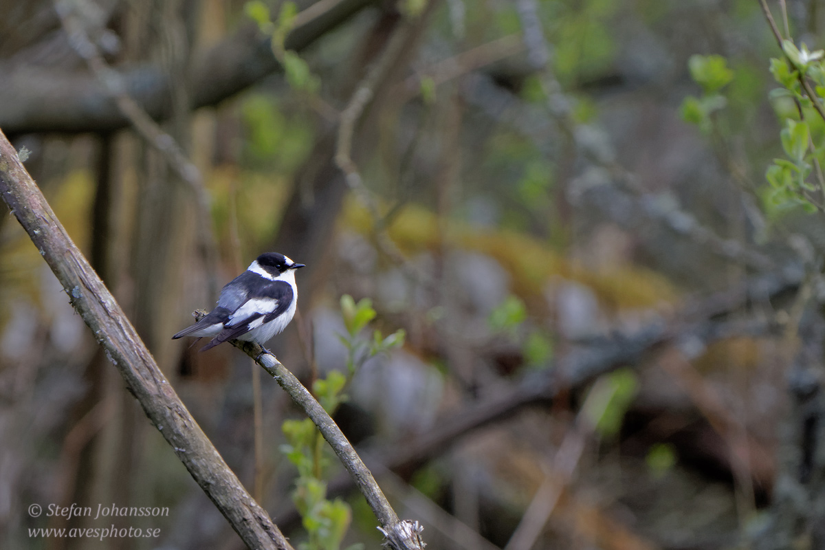 Halsbandsflugsnappare / Collared Flycatcher  Ficedula albicollis 