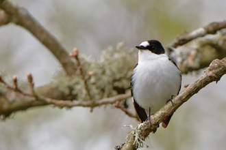 Halsbandsflugsnappare / Collared Flycatcher 