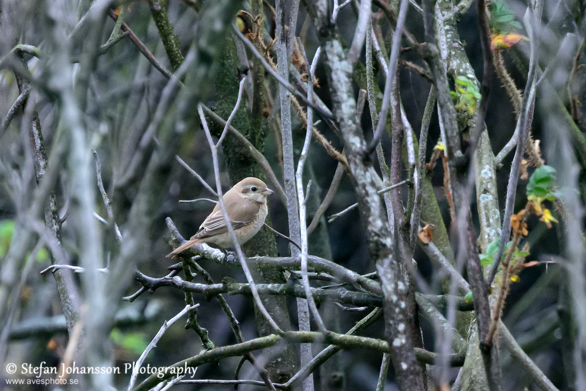 Isabellatörnskata / Isabelline Shrike Lanius isabellinus 