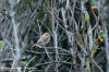 Isabellatrnskata / Isabelline Shrike Lanius isabellinus 