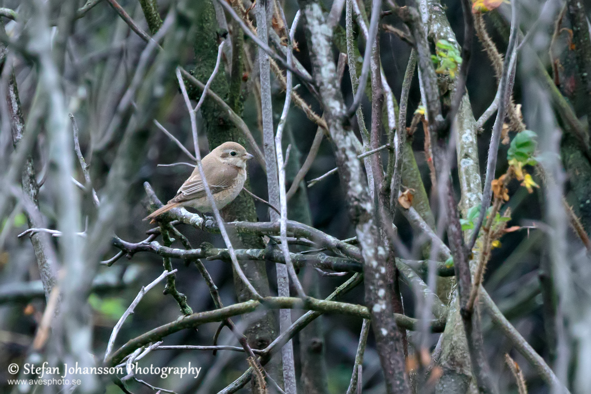 Isabellatörnskata / Isabelline Shrike Lanius isabellinus 