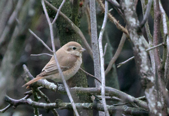 Isabellatörnskata / Isabelline Shrike