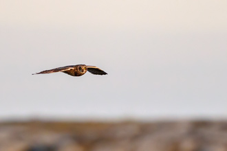 Jorduggla / Short-eared Owl 