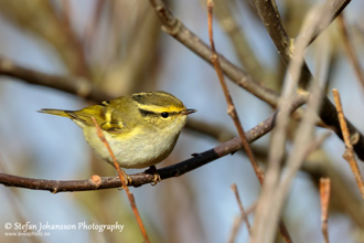 Kungsfågelsångare / Pallas´s Warbler 