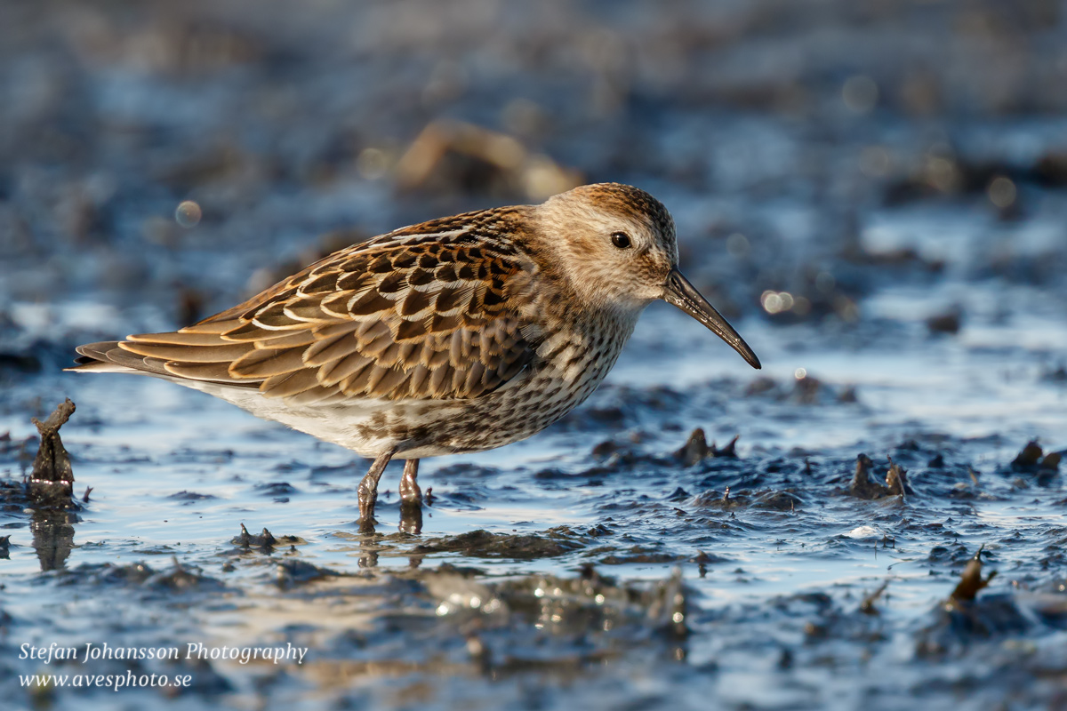 Kärrsnäppa / Dunlin Calidris alpina 