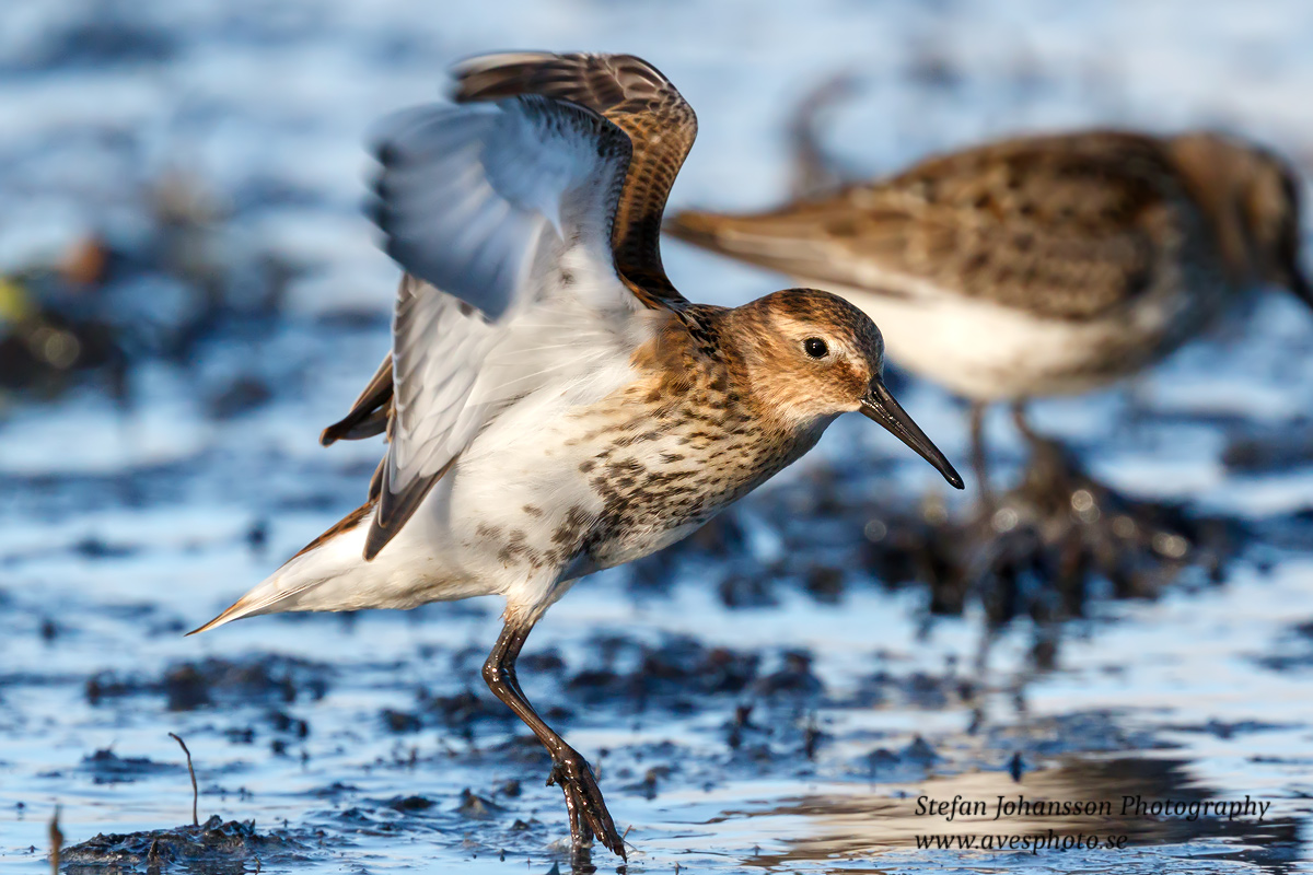 Kärrsnäppa / Dunlin Calidris alpina 