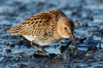 Kärrsnäppa / Dunlin 