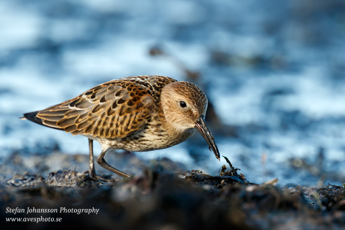 Kärrsnäppa / Dunlin Calidris alpina 