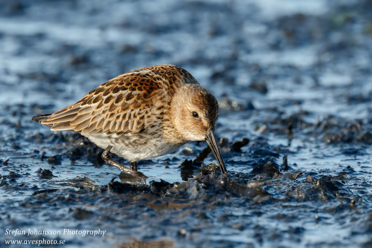 Kärrsnäppa / Dunlin Calidris alpina 