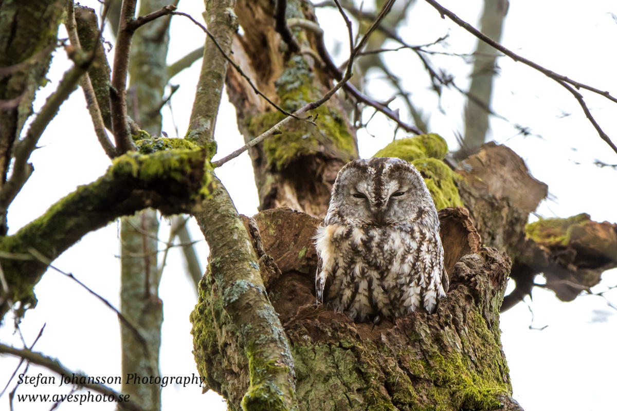 Kattuggla / Tawny Owl Strix aluco 