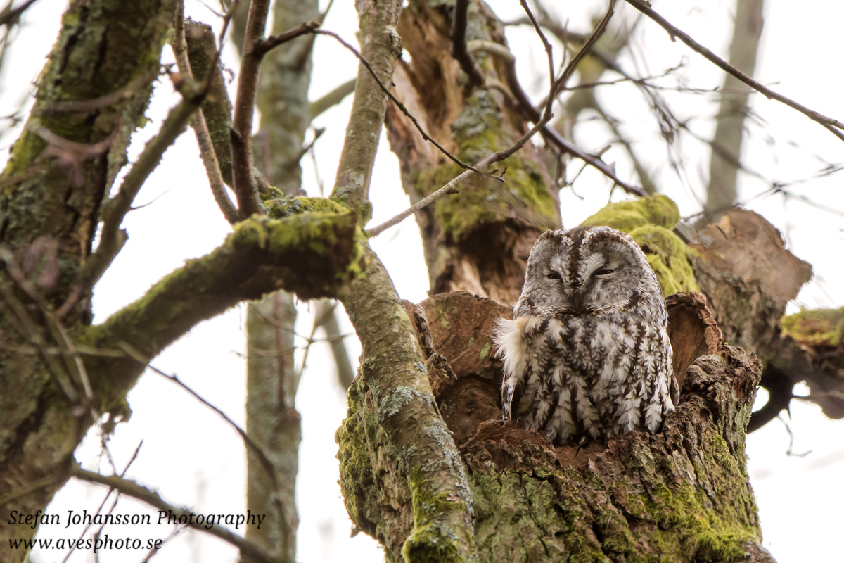 Kattuggla / Tawny Owl Strix aluco 