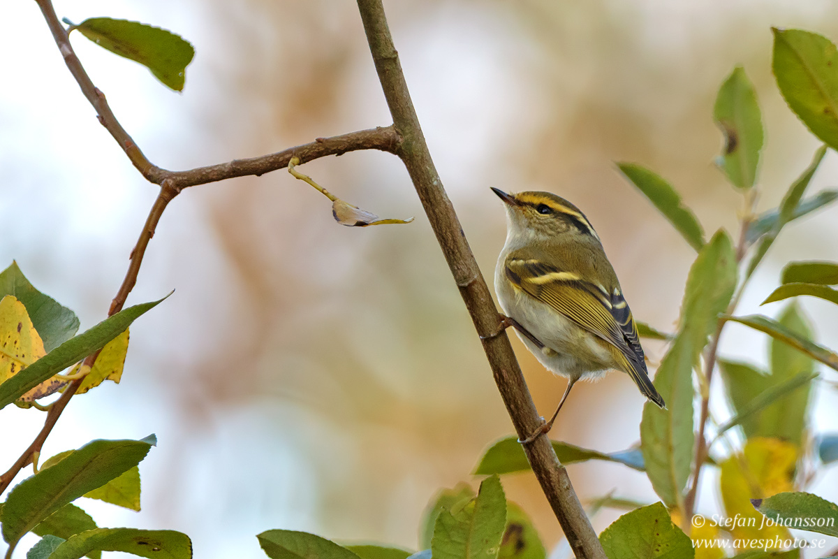 Kungsfgelsngare / Pallass Warbler Phylloscopus proregulus 