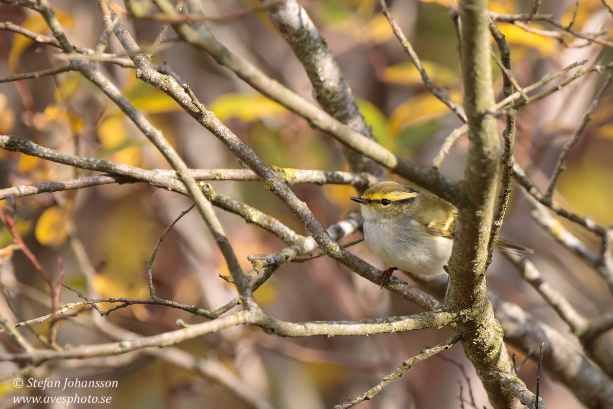 Phylloscopus proregulus 