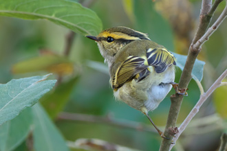 Kungsfågelsångare / Pallas´s Warbler