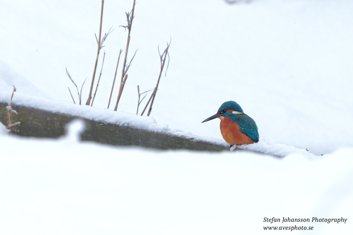 Kungsfiskare / Kingfisher Alcedo atthis 