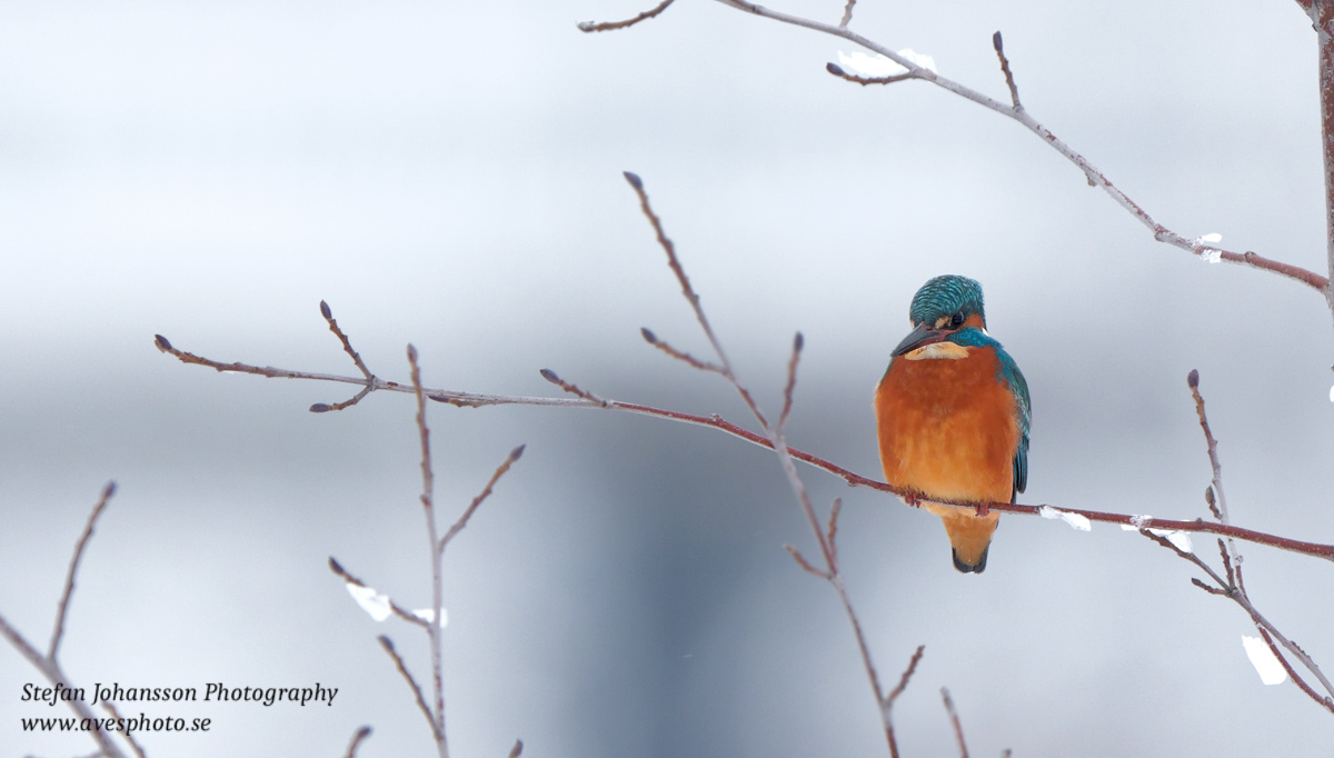 Kungsfiskare / Kingfisher Alcedo atthis 