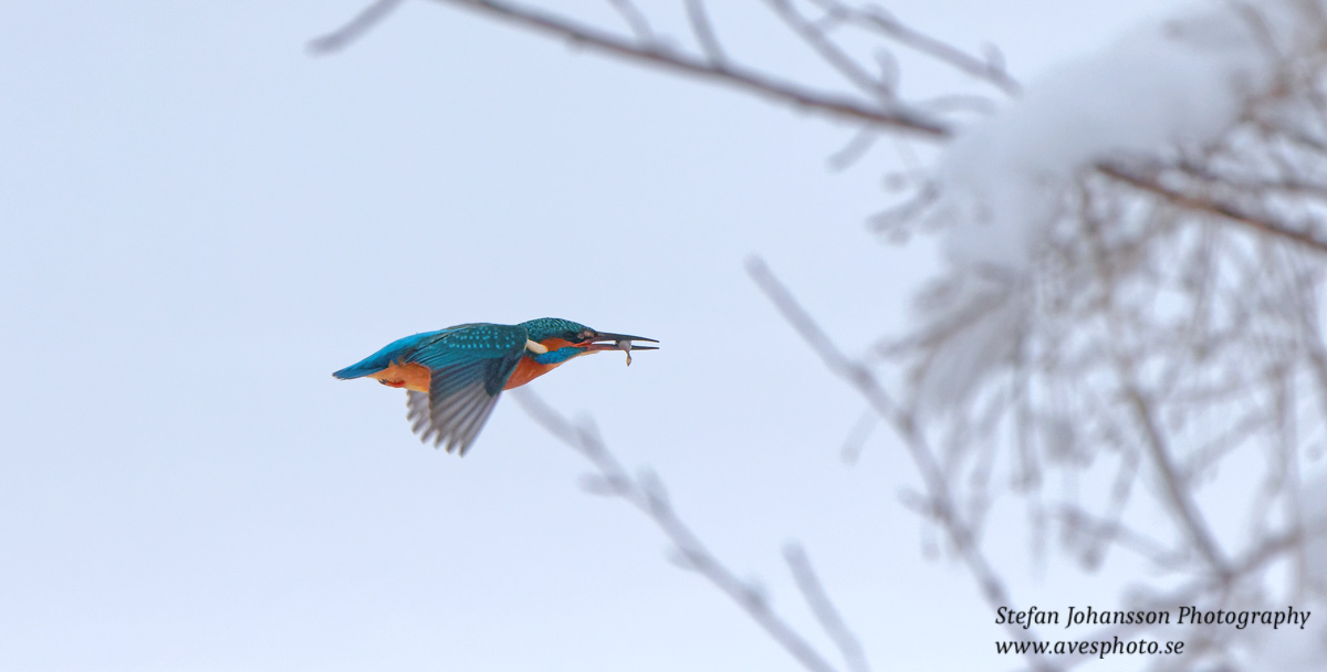 Kungsfiskare / Kingfisher Alcedo atthis 