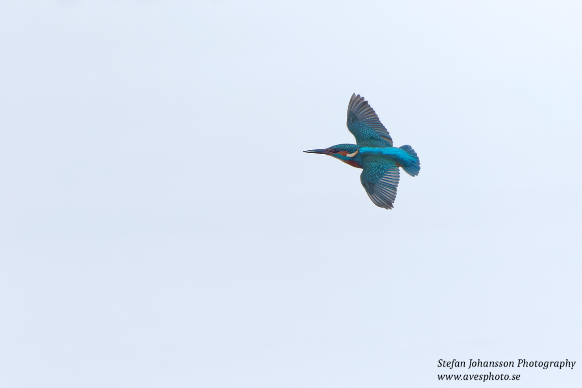 Kungsfiskare / Kingfisher Alcedo atthis 