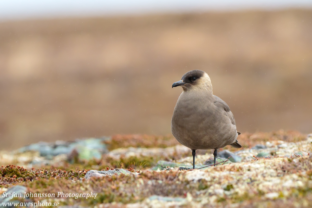 Kustlabb / Arctic Skua Stercorarius parasiticus 