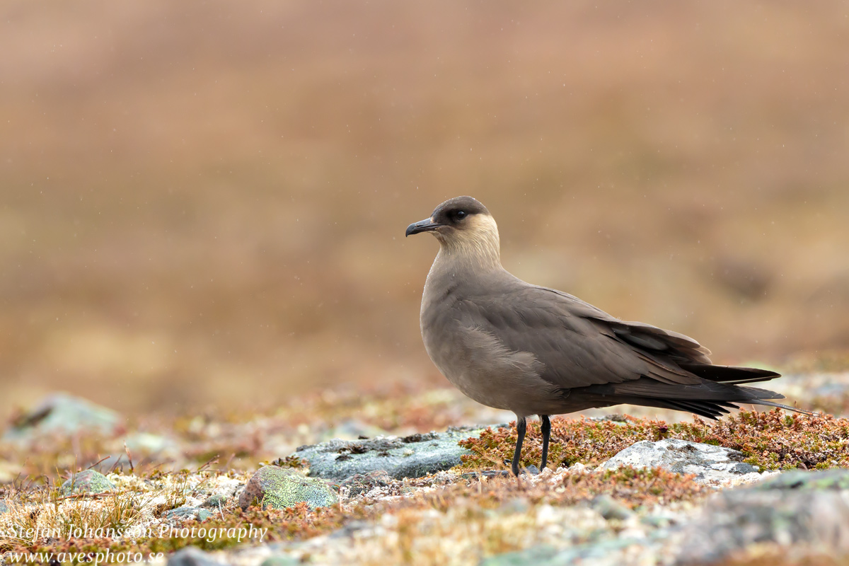 Kustlabb / Arctic Skua Stercorarius parasiticus 