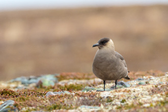 Kustlabb / Arctic Skua 