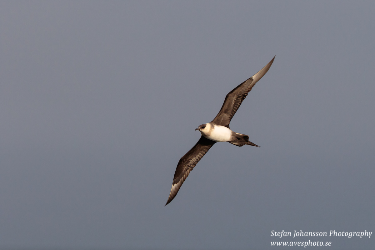 Kustlabb / Arctic Skua Stercorarius parasiticus 