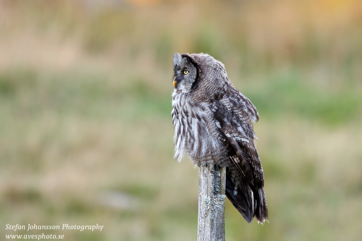 Lappuggla / Great Grey Owl Strix nebulosa 