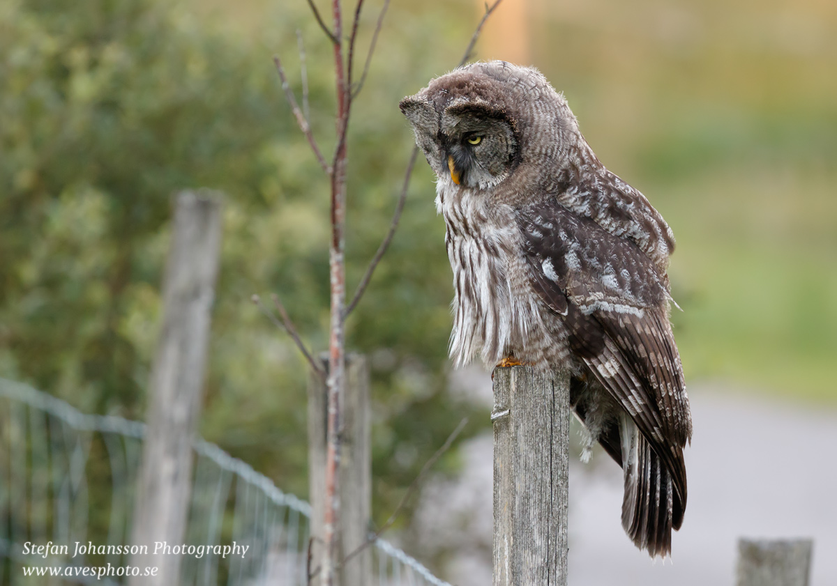 Lappuggla / Great Grey Owl Strix nebulosa 