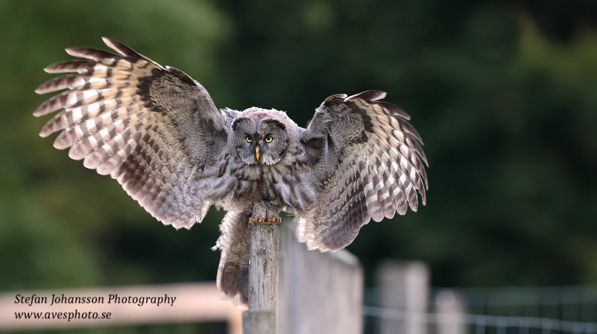 Lappuggla / Great Grey Owl Strix nebulosa 