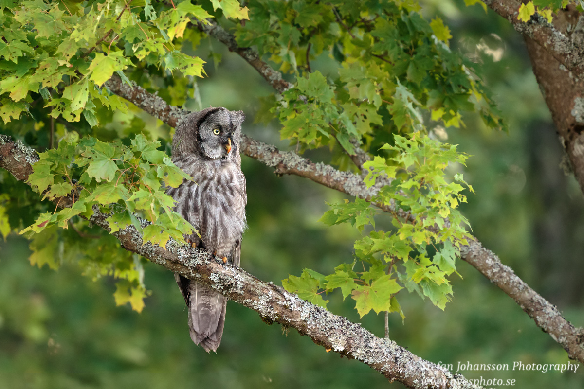 Lappuggla / Great Grey Owl Strix nebulosa 